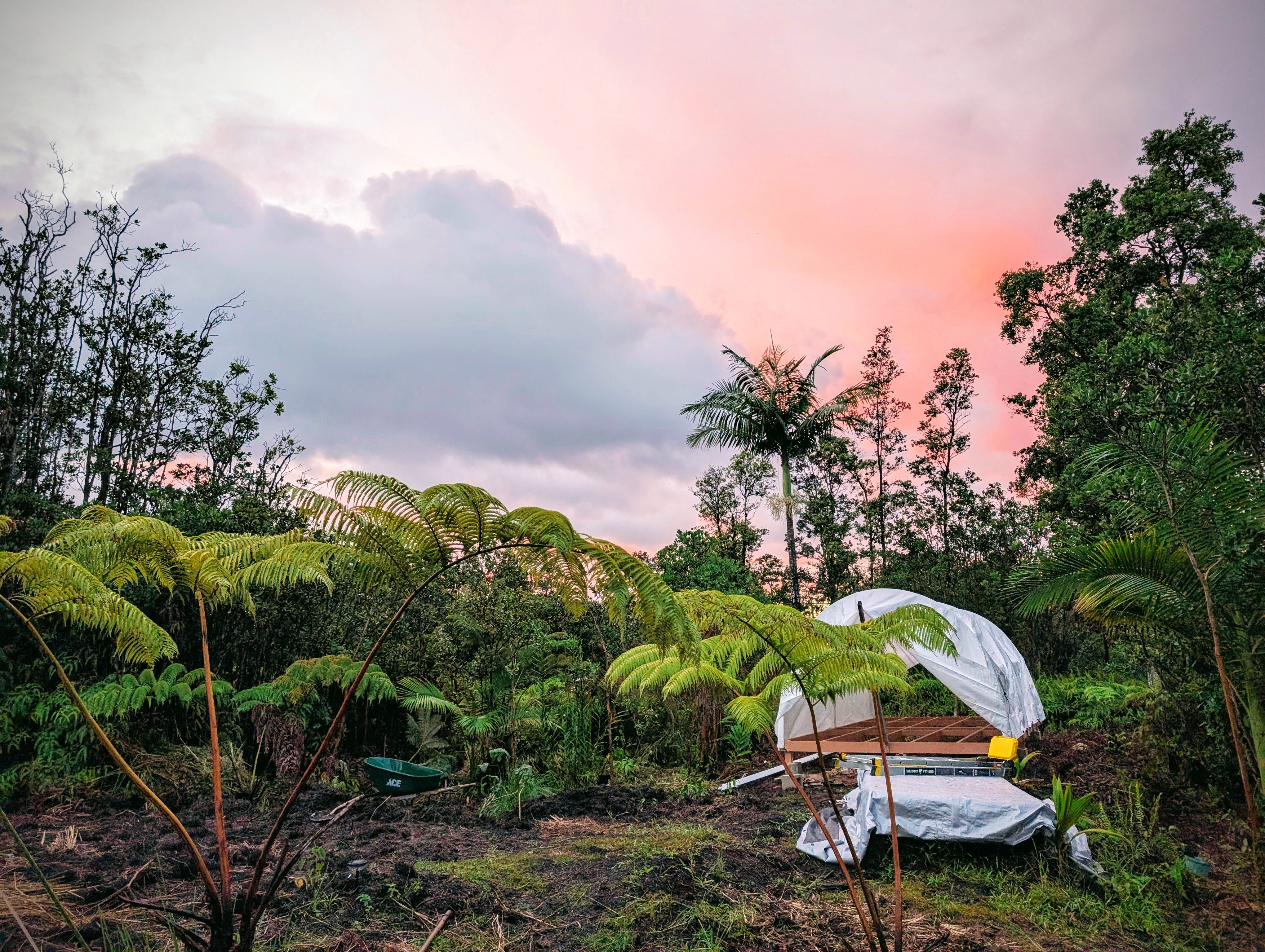 Hapu'u ferns, pink sky, and a tarp deck in the jungle