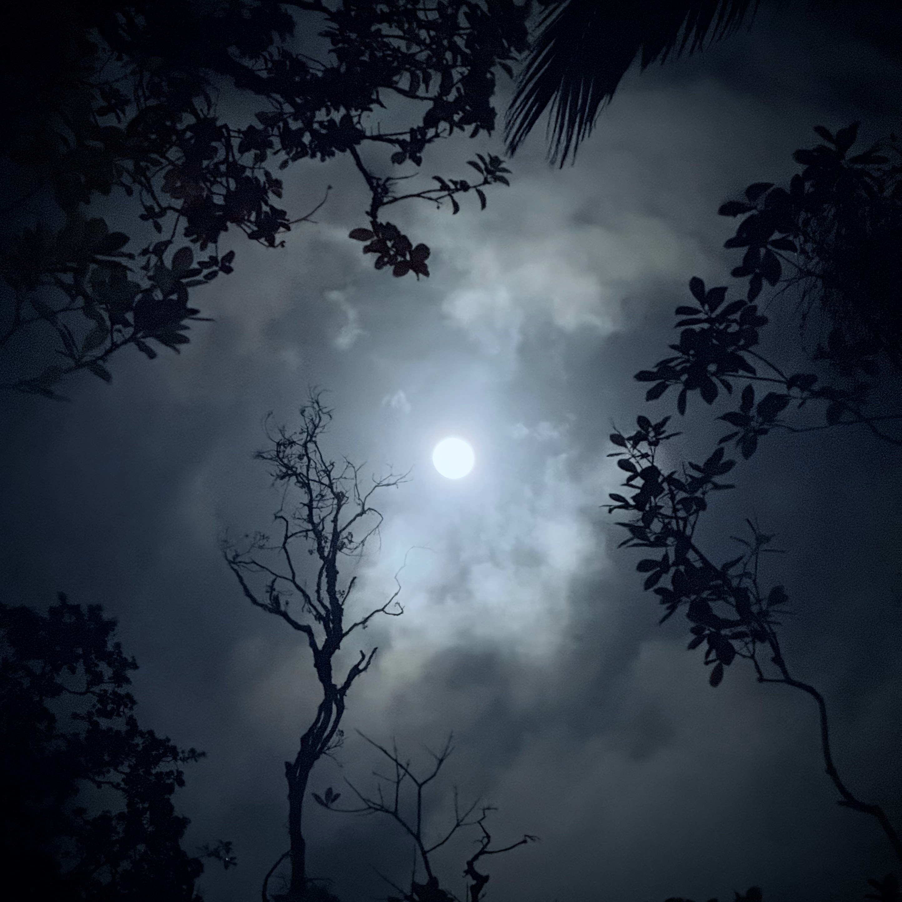 Moon through the canopy