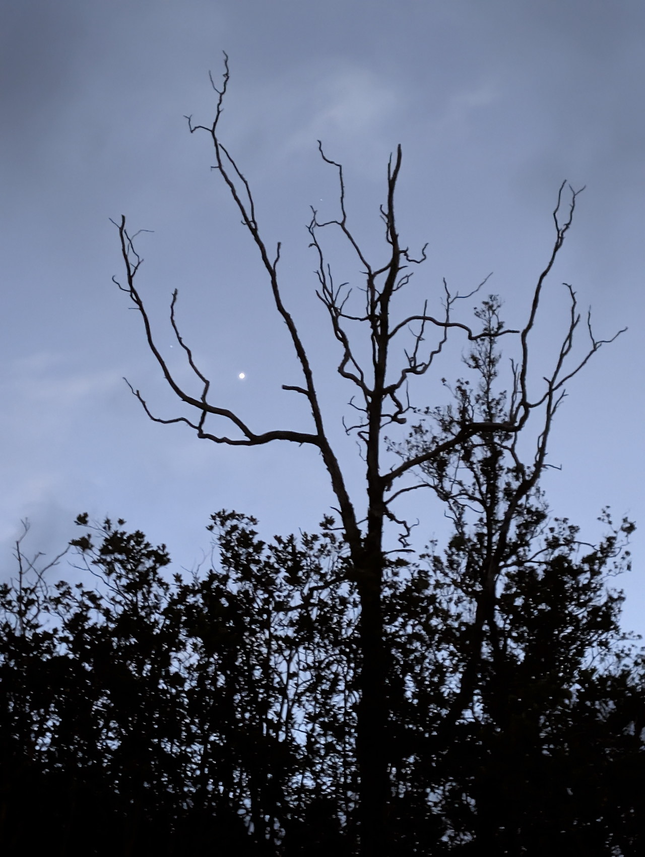 ʻōhiʻa and camp structures